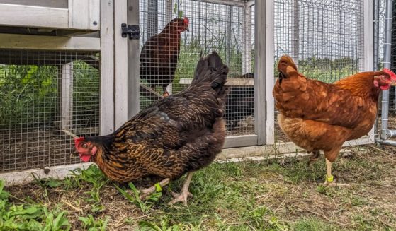 A backyard flock owner reported several bird deaths, and the remainder of his flock was euthanized.