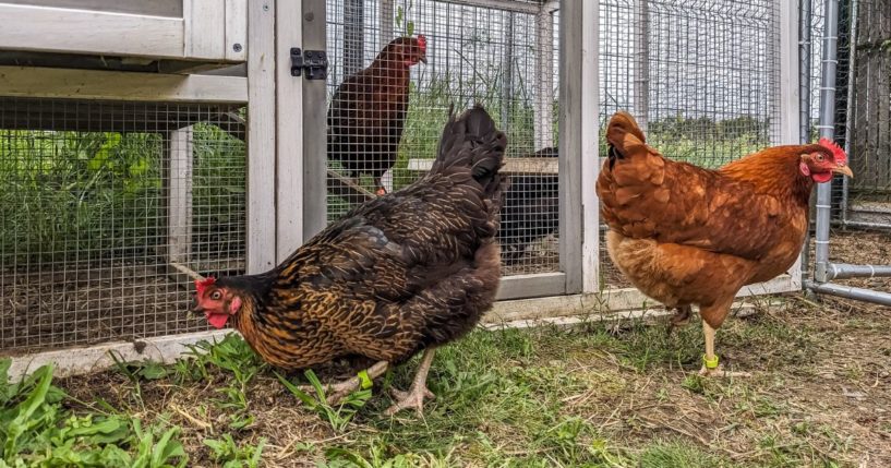 A backyard flock owner reported several bird deaths, and the remainder of his flock was euthanized.