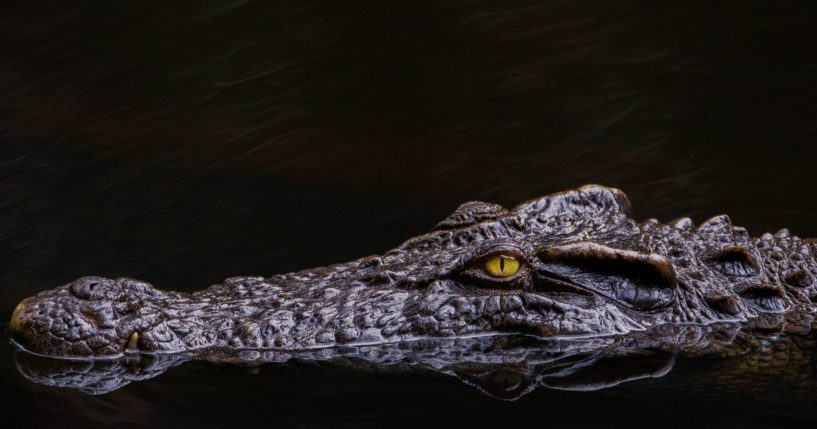 A crocodile waits in the water.