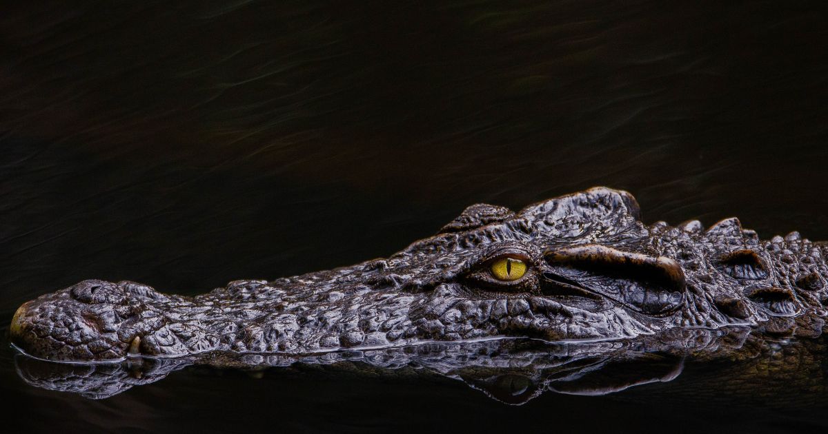 Crocodile Throws Mom Into a Death Roll, An Hour Later It Surfaces with Its Grim Trophy