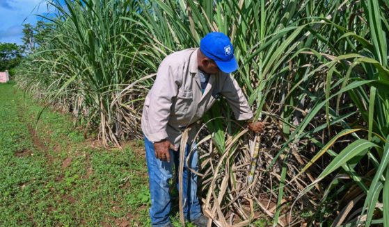 A worker checks sugar cane plants at the Rigoberto Corcho Basic Cooperative Production Unit (UBPC), dedicated to the production of sugar cane, livestock and construction materials in Artemisa province, 60 km southwest of Havana on June 27, 2024.