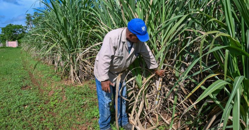 A worker checks sugar cane plants at the Rigoberto Corcho Basic Cooperative Production Unit (UBPC), dedicated to the production of sugar cane, livestock and construction materials in Artemisa province, 60 km southwest of Havana on June 27, 2024.