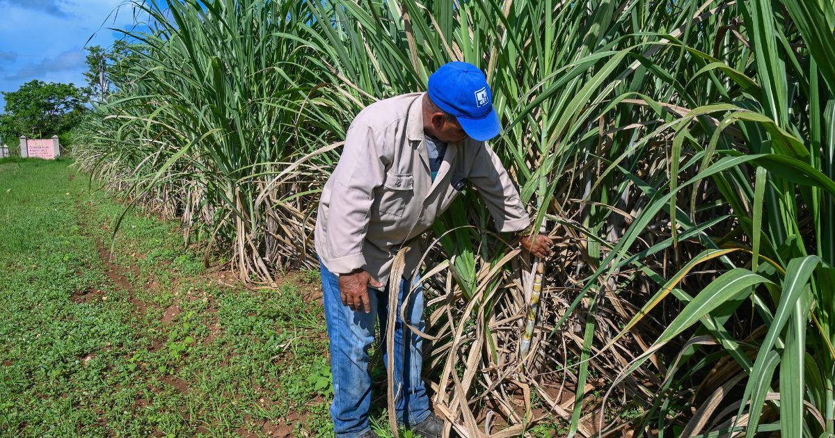 Communism Fumbles Again: Cuba Importing Resource It Was Once Famed For Producing