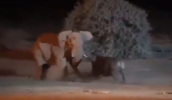 An elephant and rhino fight in a video posted on social media.