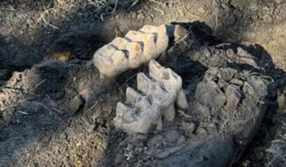 The mastodon teeth were found in a backyard near Scotchtown, New York, about 70 miles northwest of New York City.