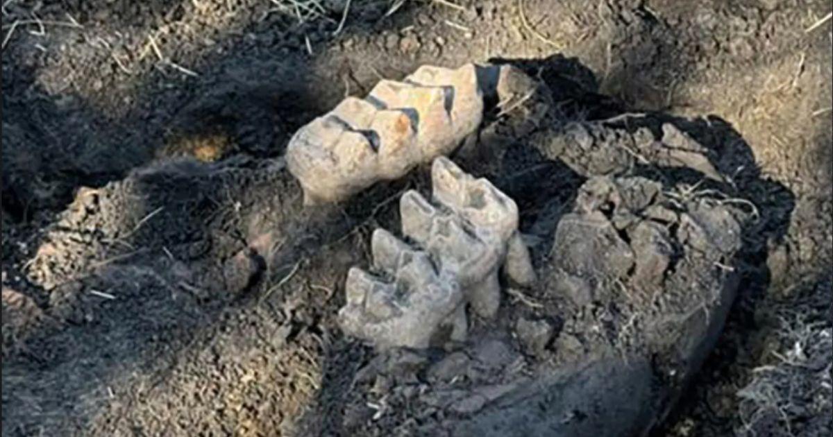 Homeowner Finds Weird Rocks in Yard, Begins Digging and Uncovers Part of Giant Prehistoric Mouth