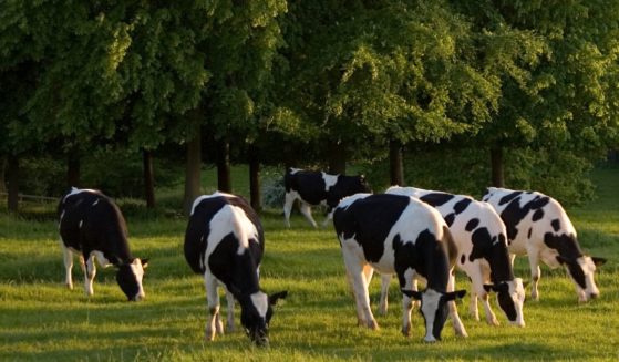 Friesian cows graze in The Cotswolds, United Kingdom. Recent research indicates methane emissions from ruminant animals plays a far smaller role in climate change than some believe.