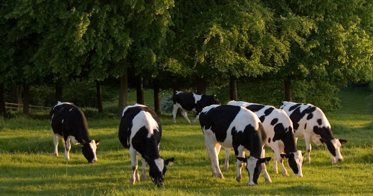 Friesian cows graze in The Cotswolds, United Kingdom. Recent research indicates methane emissions from ruminant animals plays a far smaller role in climate change than some believe.