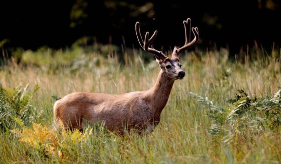 A Mule deer in Cook's Meadow as Yosemite Valley reopens in Yosemite, Calif., on Aug. 14, 2018.