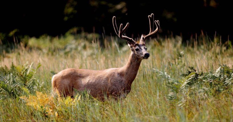 A Mule deer in Cook's Meadow as Yosemite Valley reopens in Yosemite, Calif., on Aug. 14, 2018.