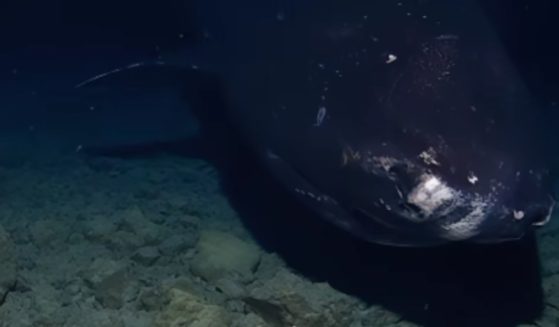 A Sept. 30 Instagram post showed video captured in the Tonga Trench of a Pacific sleeper shark feeding off of a bait fish.