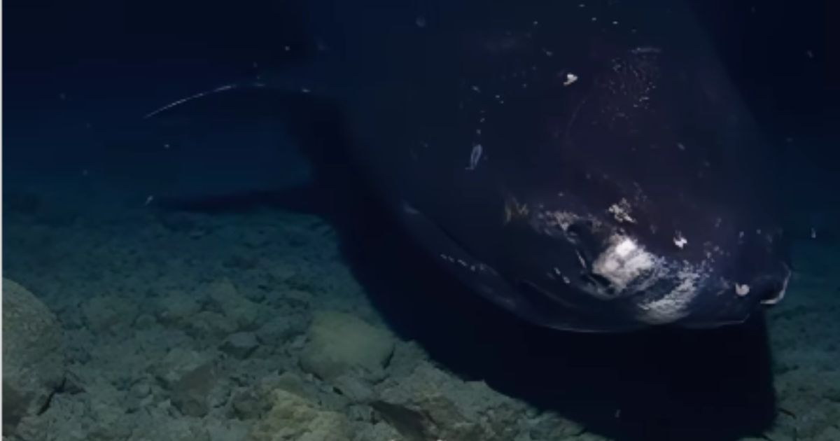 Research Team Drops Camera Into Abyssal Trench, Captures Terrifying Images of Deep Sea Monsters