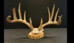 Antlers of a buck that was illegally poached in Ohio.