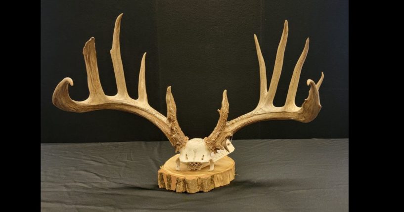 Antlers of a buck that was illegally poached in Ohio.