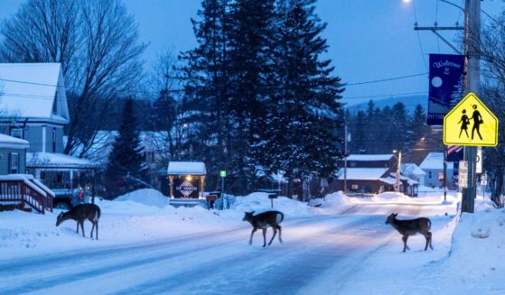 Deer cross the snowy and icy road in rural northern New Hampshire on January 20, 2024 in Pittsburgh, New Hampshire.