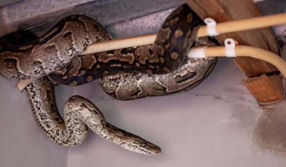 Python snake hiding in a house behind electric wires.