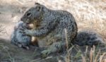 Researcher Sonja Wild's team reported " the emergence of this exciting behavior following a population explosion of California voles."