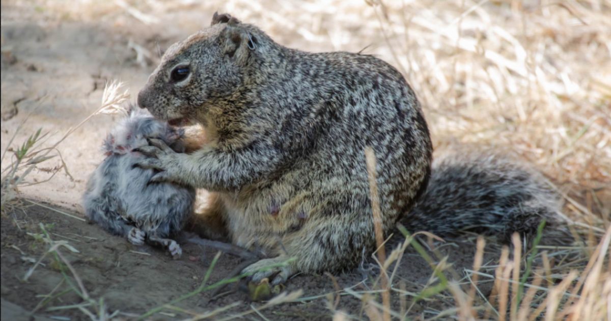 California Squirrels Trade Acorns for Raw Flesh as Blue State Drives Even Its Cute Tree-Climbers Insane