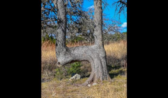 This X screen shot shows an Indian trail marker tree.