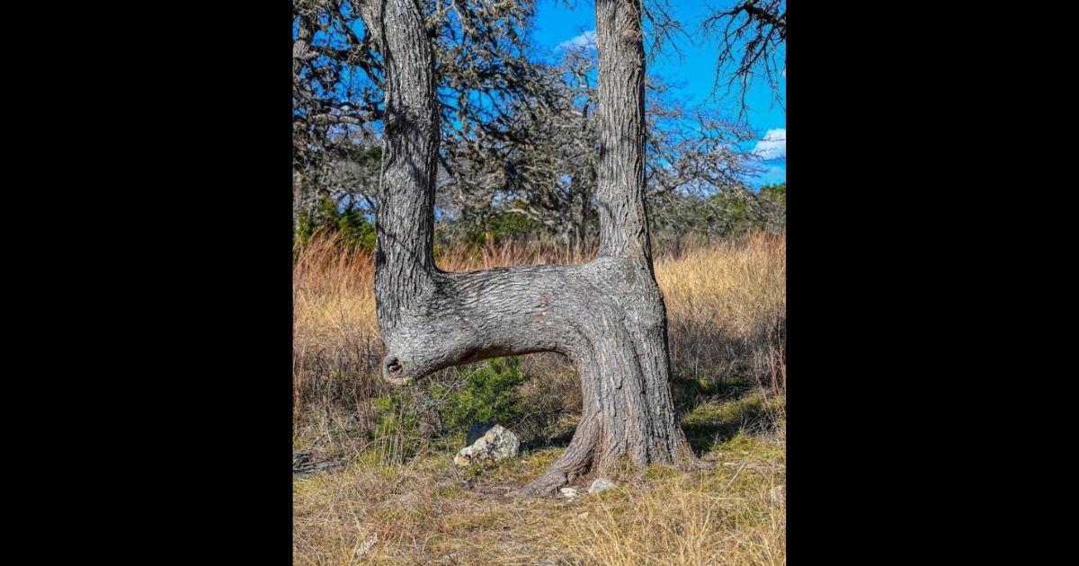 If You Ever See a Bent Tree in the Woods, Look Where It Points