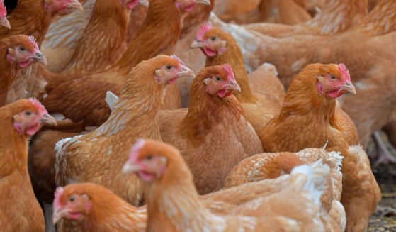 Chickens graze on a farm in Souligne-Flace, France, on Dec. 10.