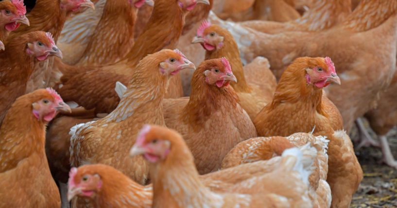 Chickens graze on a farm in Souligne-Flace, France, on Dec. 10.