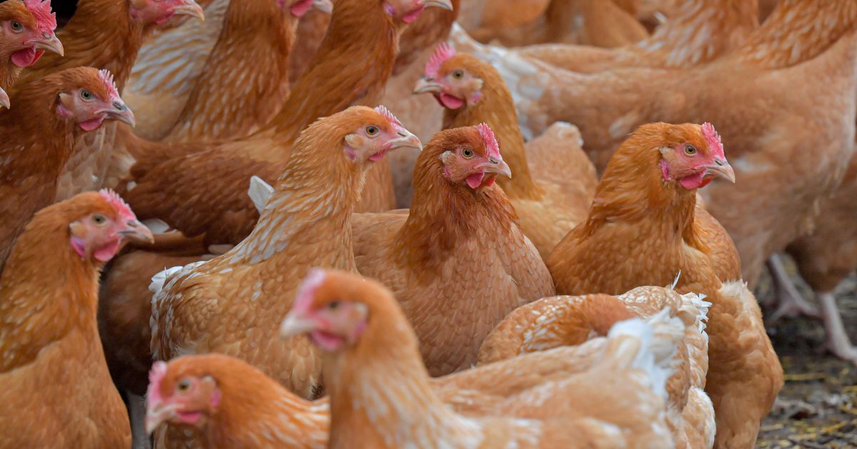 State of Georgia Halts Poultry Sales