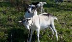 Goats at a tobacco barn in Windsor, Connecticut.