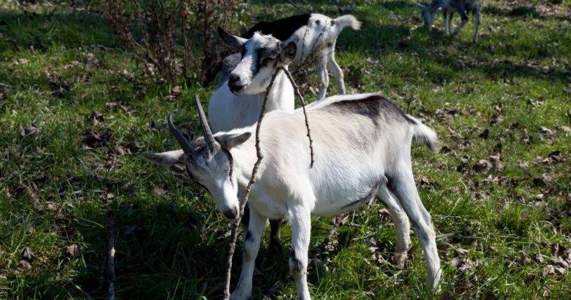 Goats at a tobacco barn in Windsor, Connecticut.