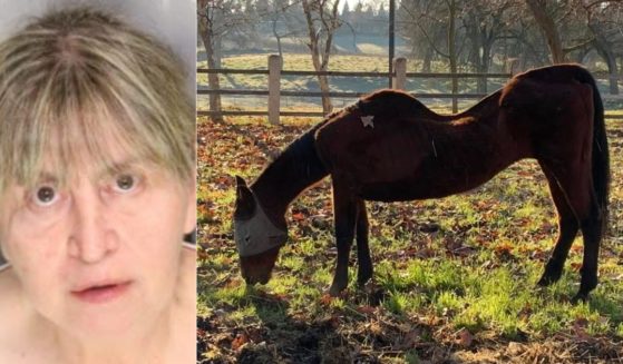 Jan Johnson of Clements, California, left, was arrested after numerous malnourished animals, right, and over 50 dead animals were found on her properties.