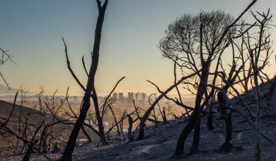 Burned trees from the Palisades fire are seen from Will Rogers State Park, with the city of Los Angeles in the background, in the Pacific Palisades neighborhood on January 15, 2025.