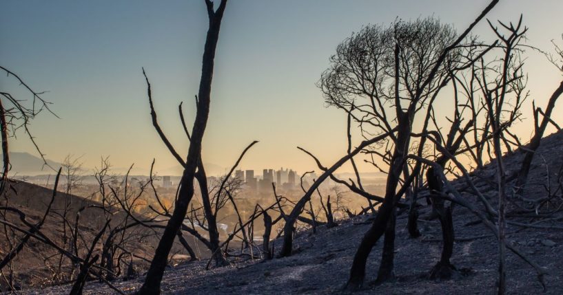 Burned trees from the Palisades fire are seen from Will Rogers State Park, with the city of Los Angeles in the background, in the Pacific Palisades neighborhood on January 15, 2025.