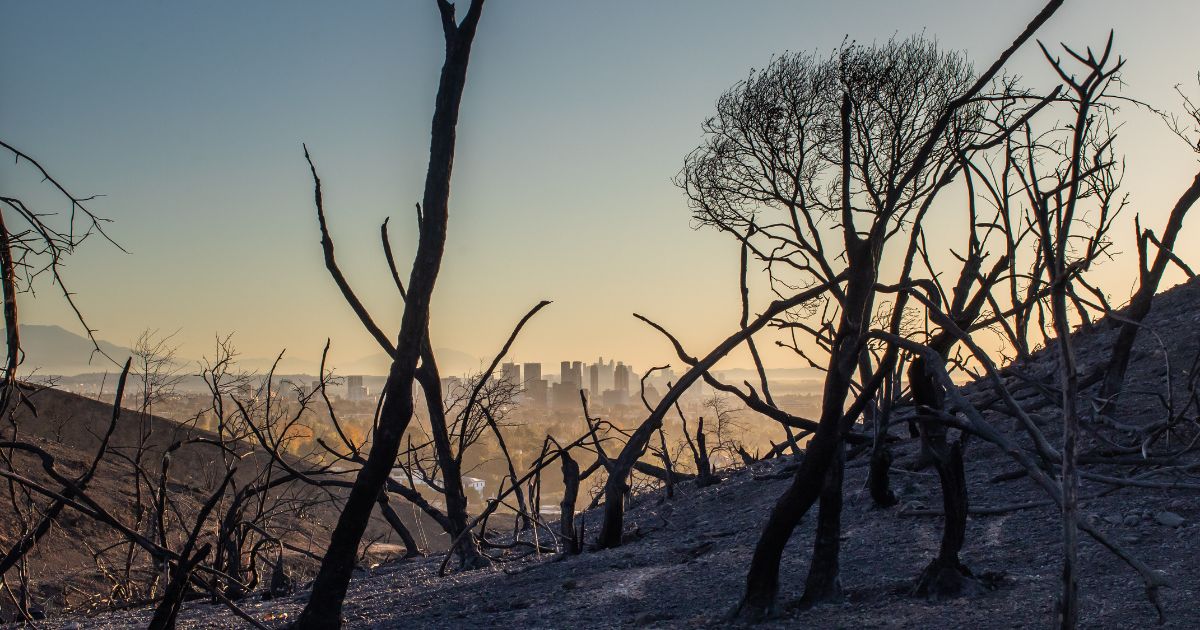 Environmentalists Permanently Halted Pacific Palisades Fire Prevention Project over a Shrub