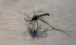 A mosquito is pictured on a surface in Mexico City on Dec. 2.