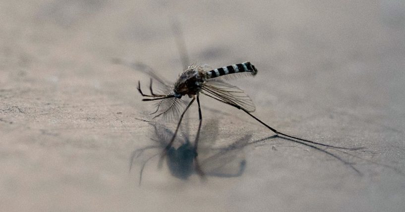 A mosquito is pictured on a surface in Mexico City on Dec. 2.