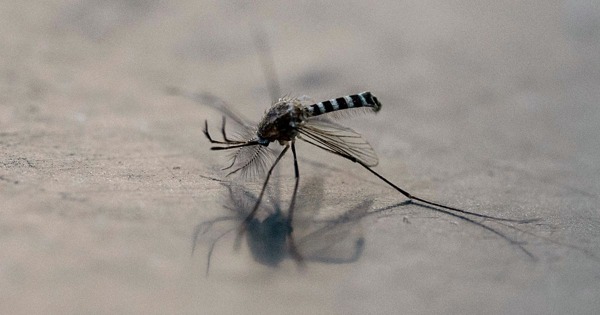 Bill Gates Plays God Again, Funds Project Turning Mosquitoes Into ‘Flying Vaccinators’