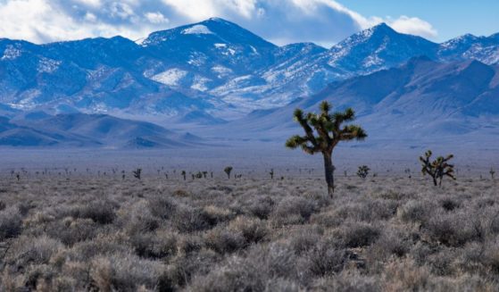 View from Sarcobatus Flat and Joshua trees toward the Grapevine Mountains near Beatty, NV, January 25, 2023.