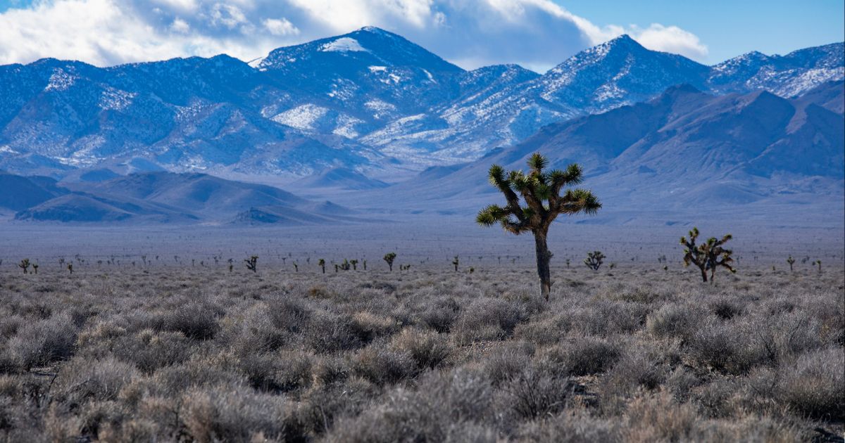 Nevada Residents Furious After Ancient Trees Are Bulldozed to Make Room for ‘Green’ Solar Farm