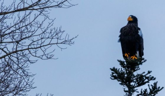 A Steller's sea eagle was spotted in Canada in December, far from its usual home in Asia.