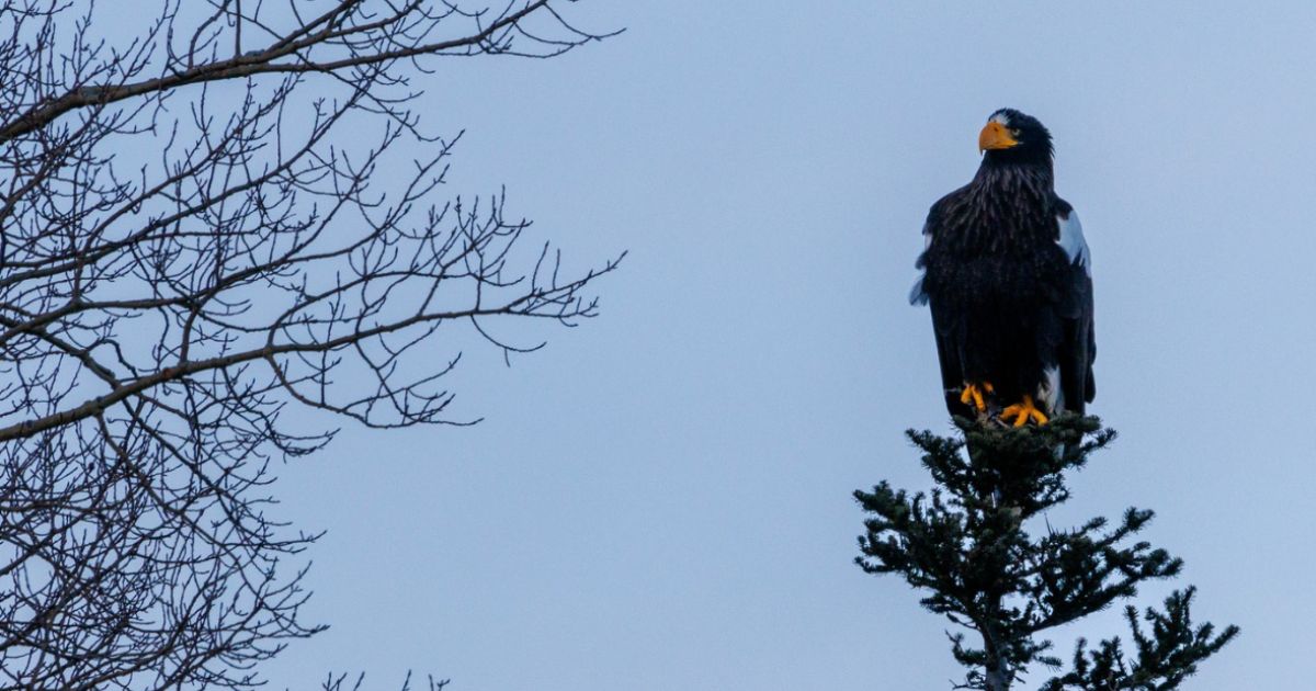 Rare Sea Eagle Descends on North America – These Giant Raptors Are Thousands of Miles from Home