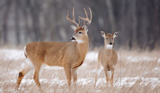 This Getty stock image shows two deer.