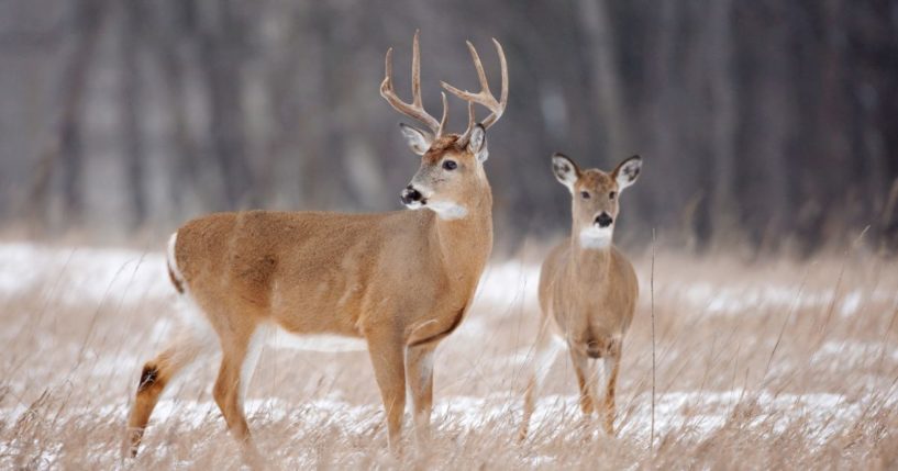 This Getty stock image shows two deer.