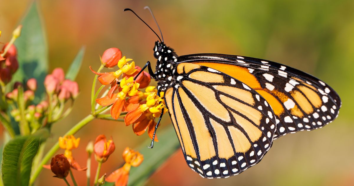 Teen Dies in Agony After Bizarre Interaction with Butterfly, Social Media Challenge Potentially to Blame