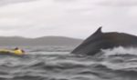 A kayaker off the coast of Chilean Patagonia was swallowed by a humpback whale before being spit back out, an incident caught on video by the man's father.