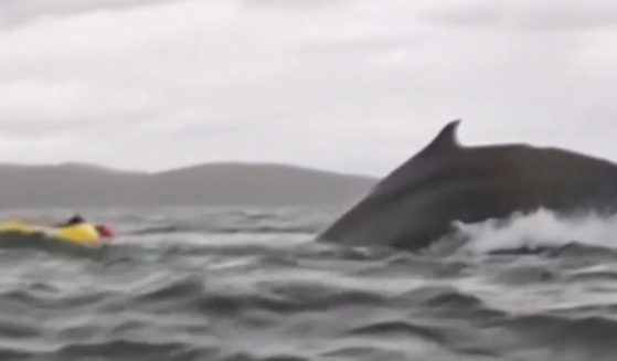 A kayaker off the coast of Chilean Patagonia was swallowed by a humpback whale before being spit back out, an incident caught on video by the man's father.