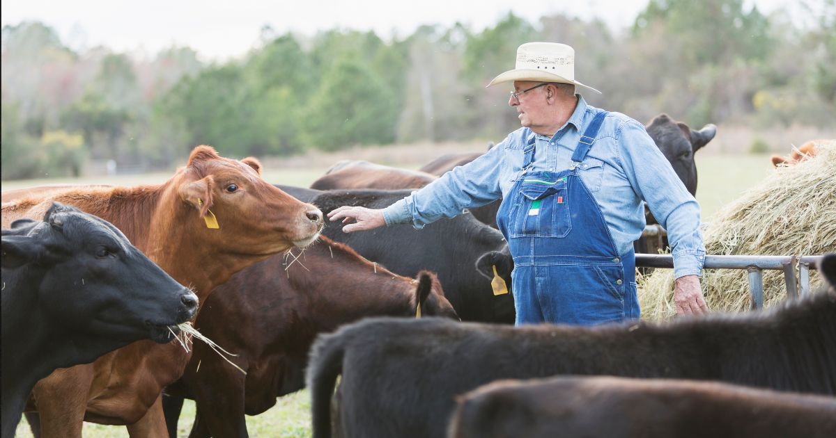 Op-Ed: Behind the Climate Agenda's War on Cows