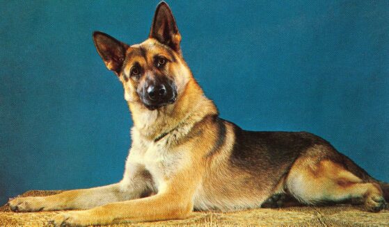 A new study paints pet dogs as "environmental villains."