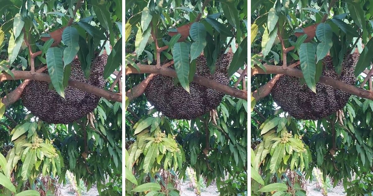 Must-See Video: Honeybees 'Shimmering' to Warn off Danger Shows God's Incredible Design