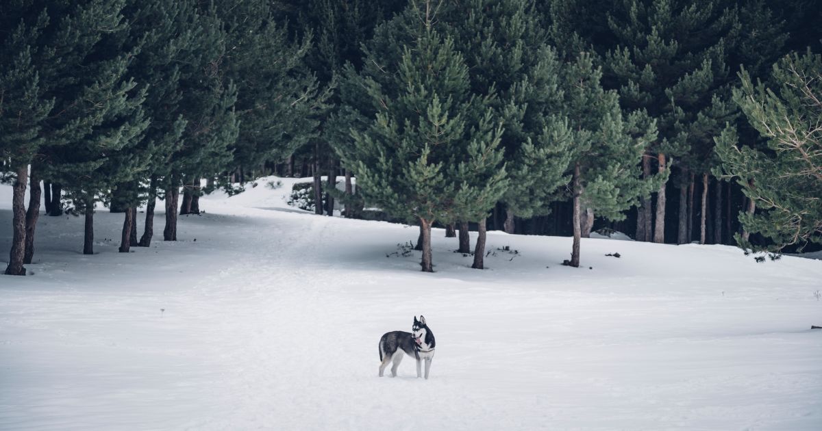 Real Life ‘Call of the Wild’ Plays Out in Alaska, Authorities Flabbergasted