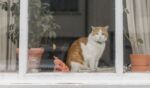 A stock photo of a cat in a home window.
